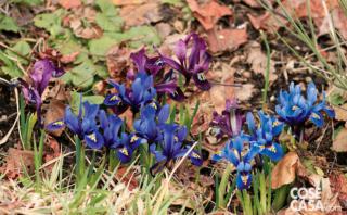 L'iris è una pianta rustica e resiliente, tipicamente da esterno. L'iris è una pianta rustica e resiliente, tipicamente da esterno.