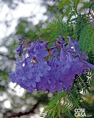 jacaranda jacaranda