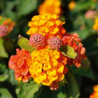 lantana lantana