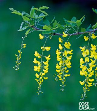 maggiociondolo maggiociondolo