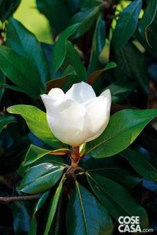 magnolia grandiflora magnolia grandiflora