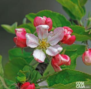 Melo Abbondanza rossa Melo Abbondanza rossa