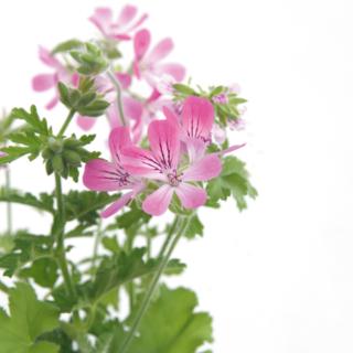pelargonio pelargonio