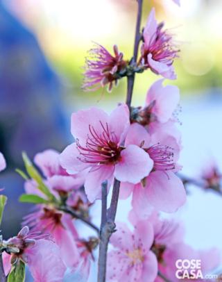 pesca platicarpa pesca platicarpa
