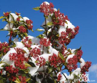 La lentaggine è particolarmente resistente al freddo invernale. La lentaggine è particolarmente resistente al freddo invernale.