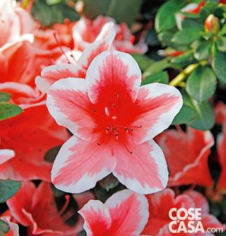 Azalea japonica, varietà Madame Kint. Azalea japonica, varietà Madame Kint.