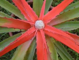 Bromelia Bromelia