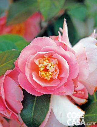 Camelia japonica, varietà "Little Michael". Camelia japonica, varietà "Little Michael".