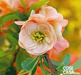 Chanomeles Superba Chanomeles Superba