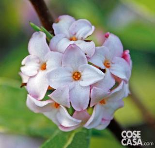 dafne x transatlantica dafne x transatlantica