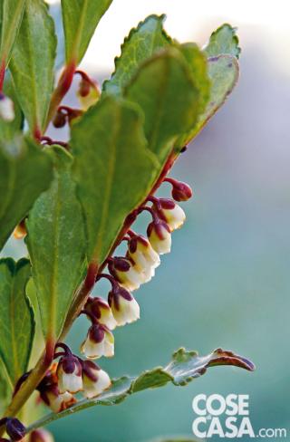 Eurya japonica Moutiers Eurya japonica Moutiers