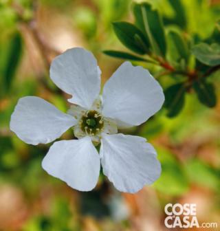 Exocorda The Bride Exocorda The Bride