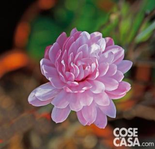 Magnolia stellata Chrysanthemumiflora Magnolia stellata Chrysanthemumiflora