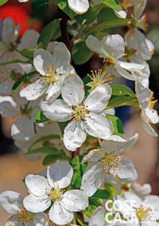 Malus evereste Malus evereste