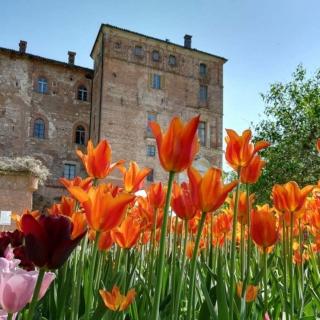 Il tulipano fiorisce con forza nelle aiuole ben soleggiate.