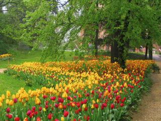 Il tulipano colora le aiuola con i suoi toni vivaci anche nei parchi pubblici cittadini.