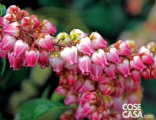 Esemplare di pieris japonica, varietà "Katsura". Esemplare di pieris japonica, varietà "Katsura".