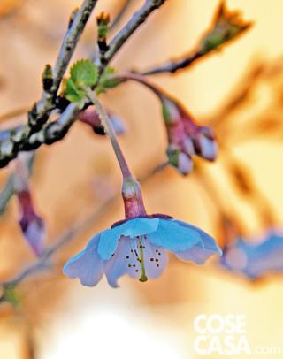 Prunus Koi No Mai Prunus Koi No Mai