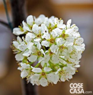 Susino Burbank Susino Burbank