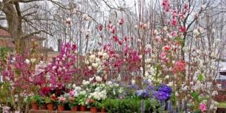 A Lucca dal 31 marzo al 2 aprile torna VerdeMura 2023, la fiera per gli amanti di piante e fiori