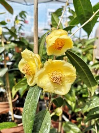 La camelia in vaso necessità di più attenzioni rispetto agli esemplari messi a dimora, tra tutte: annaffiature, clima e concimazione.