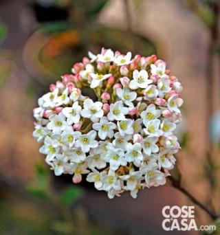Viburnum x Burkwoodii Viburnum x Burkwoodii