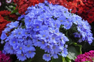 primula-malacoides primula-malacoides