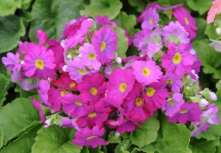 primula-obconica primula-obconica
