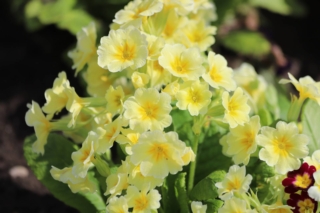 primula-vulgaris primula-vulgaris