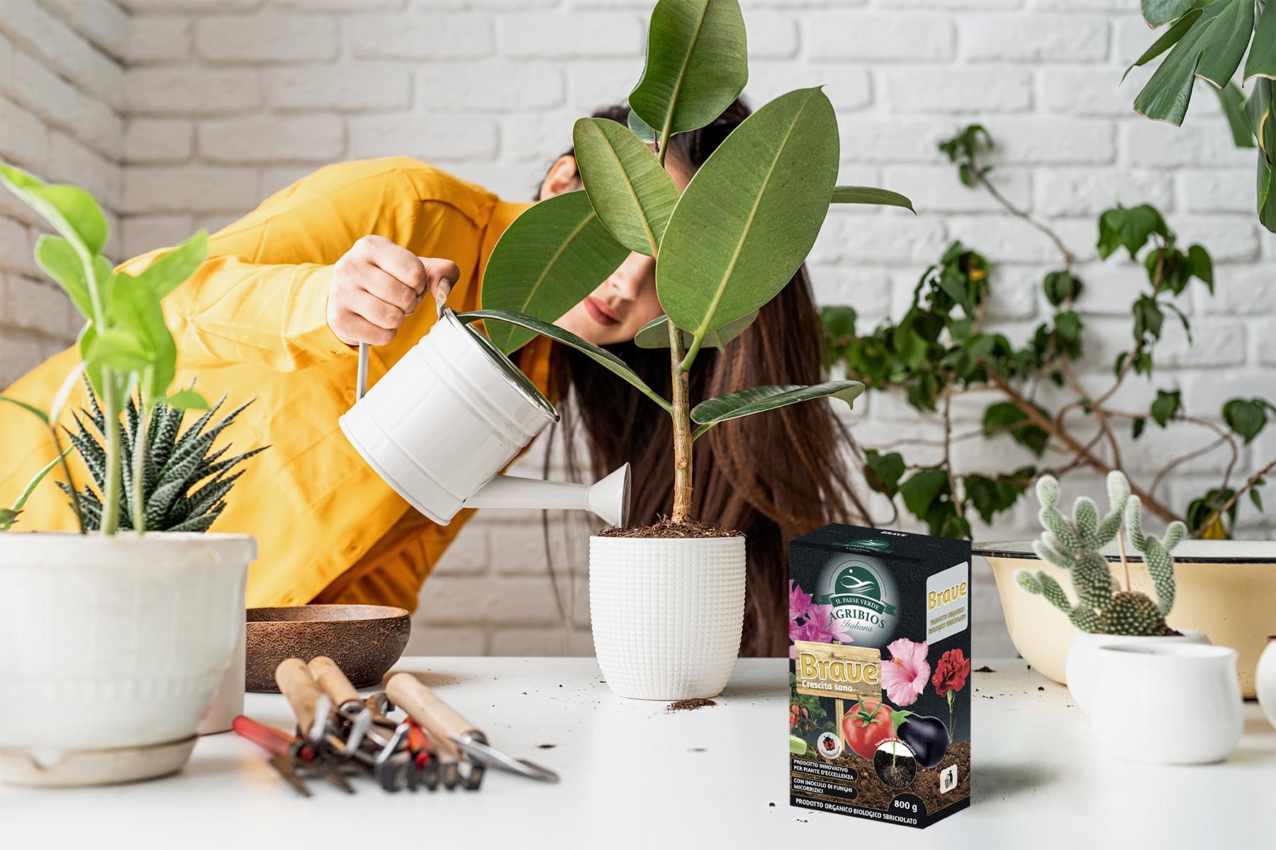 Il Paese Verde, Brave Crescita Sana Il Paese Verde, Brave Crescita Sana