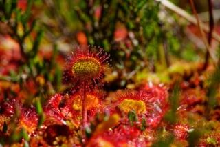 Orticola Milano Pianta carnivora Drosera