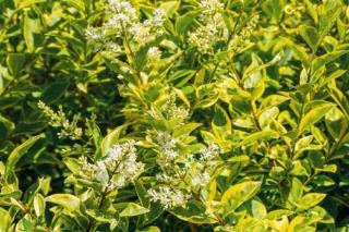 Il ligustro produce infiorescenze profumate durante la primavera. Il ligustro produce infiorescenze profumate durante la primavera.