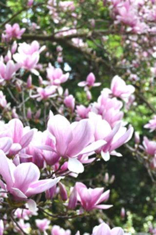 planta, in giardino e non solo - magnolie fiorite