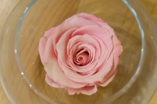 rosa-stabilizzata rosa-stabilizzata