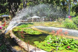 zagara palermo piante acquatiche