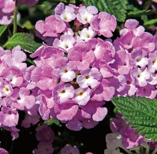 Lantana di varietà sellowiana. Lantana di varietà sellowiana.