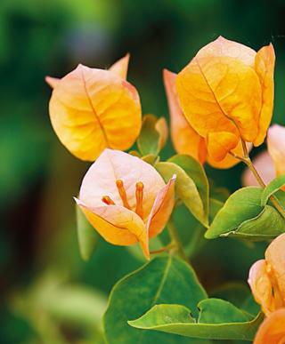 Bougainvillea Bougainvillea