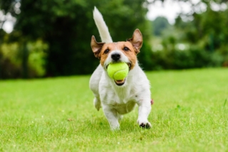 Funny,Dog,With,Tennis,Ball,In,Jaws,Playing,At,Lawn Funny,Dog,With,Tennis,Ball,In,Jaws,Playing,At,Lawn