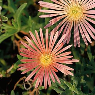 delosperma delosperma
