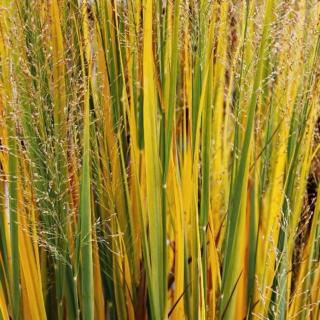 Panicum virgatum Panicum virgatum