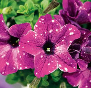 Petunia Circus Sky Petunia Circus Sky