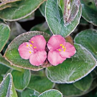 tradescantia tradescantia