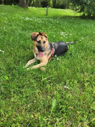 Yuko, incrocio cane pastore tedesco