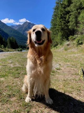 Bio, Golden Retriever