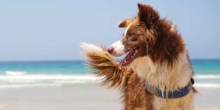 Vacanze con il cane:  10 dubbi risolti