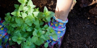 Come avere la menta fresca tutto l’anno