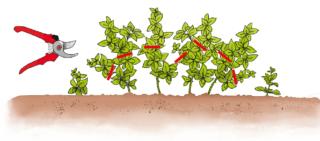 potare menta potare menta