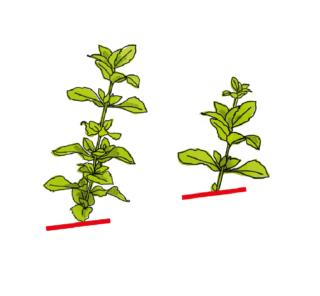 taglio menta taglio menta