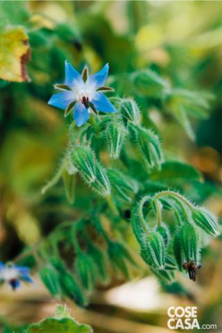 La borragine è ricoperta da una caratteristica peluria, ma durante la cottura le foglie perdono la loro ruvidezza. La borragine è ricoperta da una caratteristica peluria, ma durante la cottura le foglie perdono la loro ruvidezza.