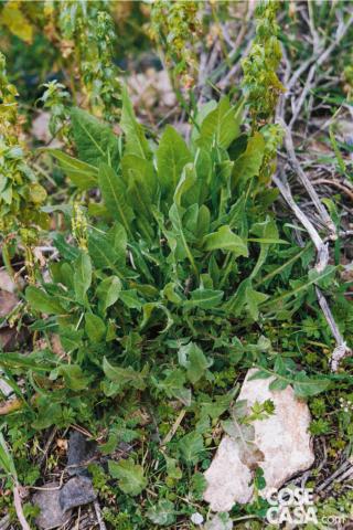 Cichorium-intybus Cichorium-intybus